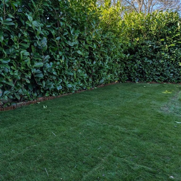 Neatly trimmed green lawn bordered by tall hedges on both sides.